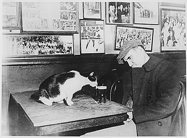A patron of "Sammy's Bowery Follies," a downtown bar, sleeping at his table while the resident cat laps at his beer