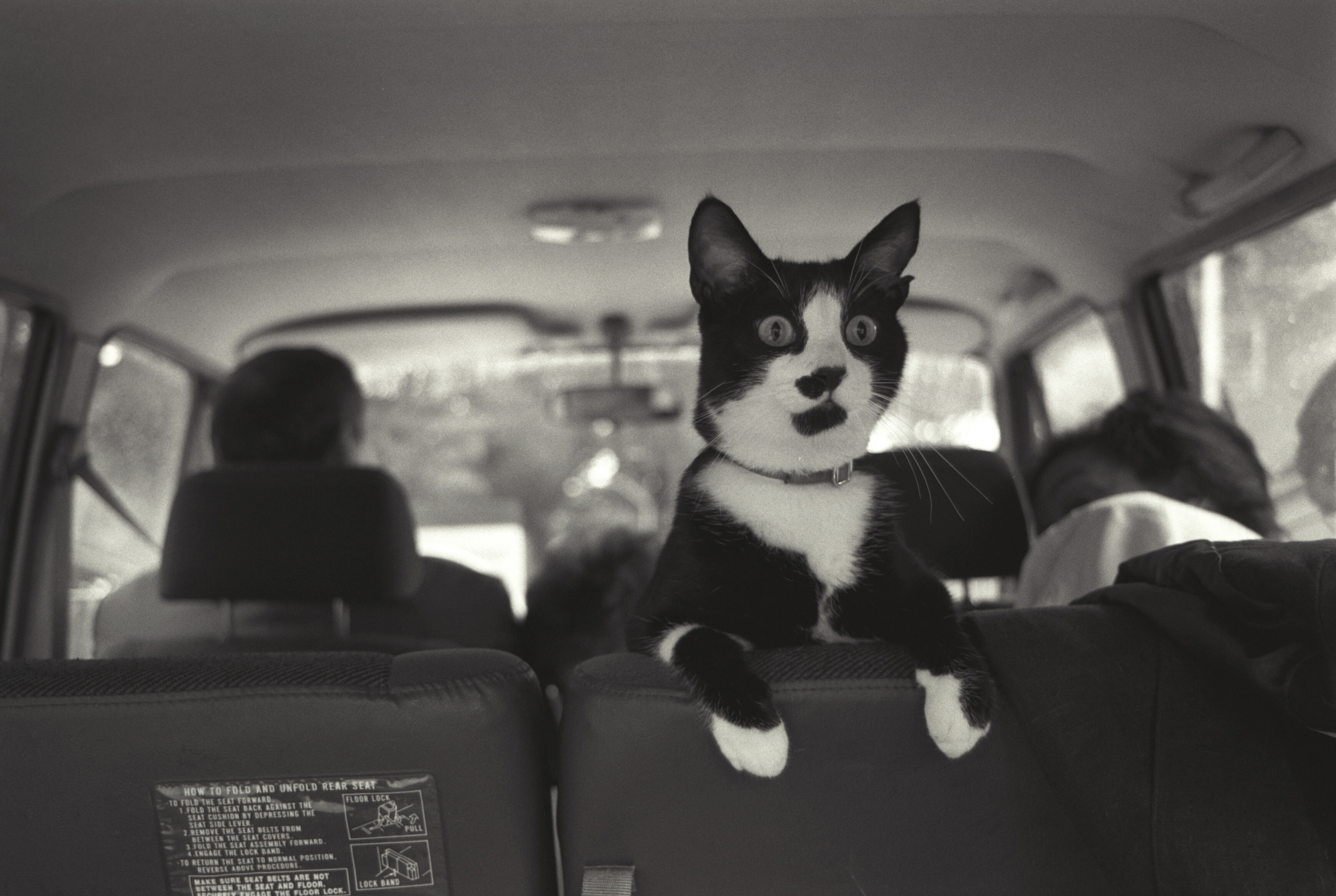 Photograph of Socks the Cat Perched on the Backseat of a Van, 9/16/1993